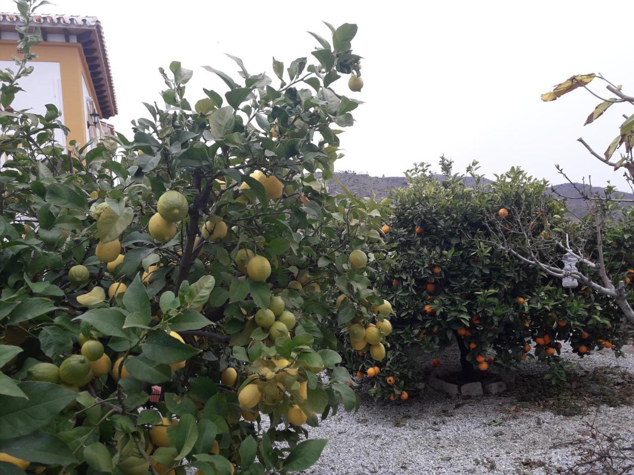 Alojamiento Colina Del Sol Torrox Exterior photo